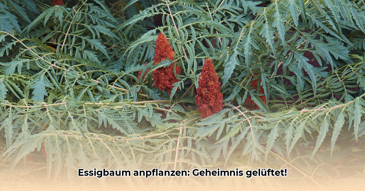 essigbaum